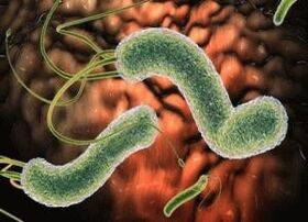 Viruses and bacteria