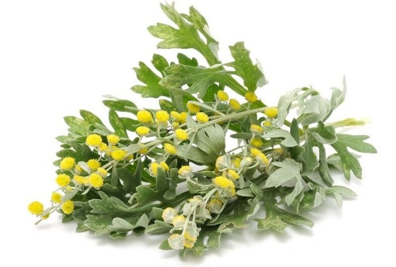 Tansy against parasites